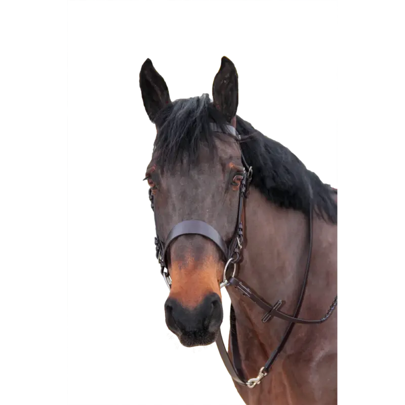 Redini intrecciate Canter Esclusivo