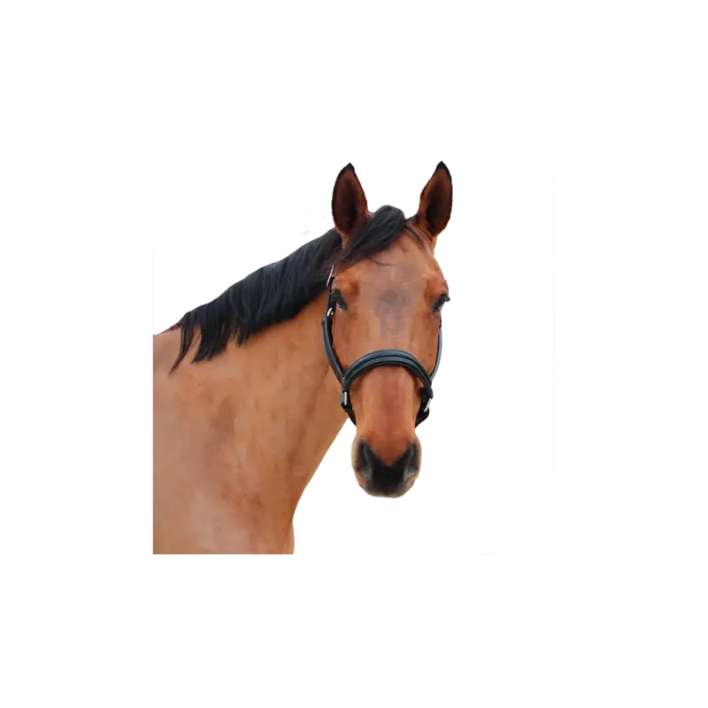 Capestro Canter Mylord Vendita Finale