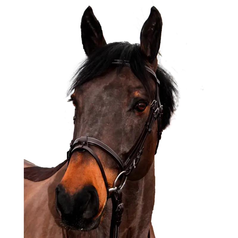 Prezzo Basso Bridon Canter Club