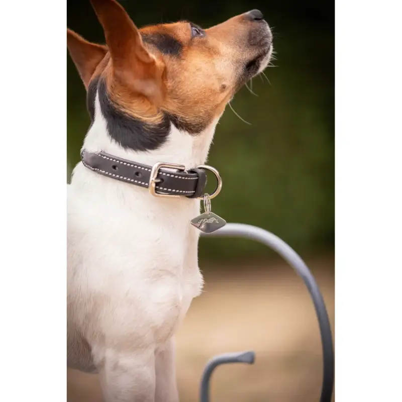 Collare per cane Pénélope Olie Professionale