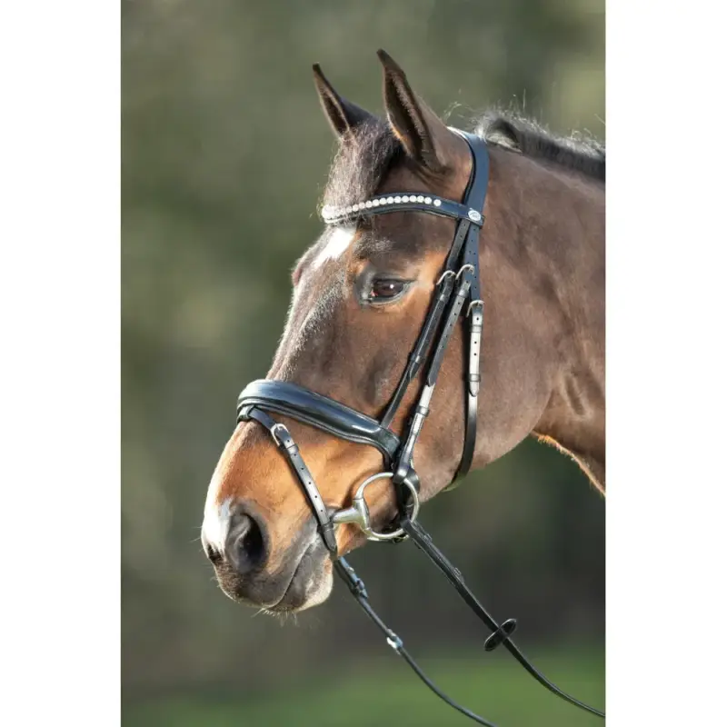 Occasione Imperdibile Briglia Shiny HFI