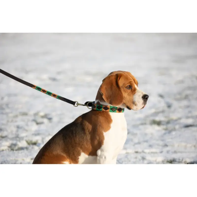 Economico Guinzaglio per cane Polo HFI