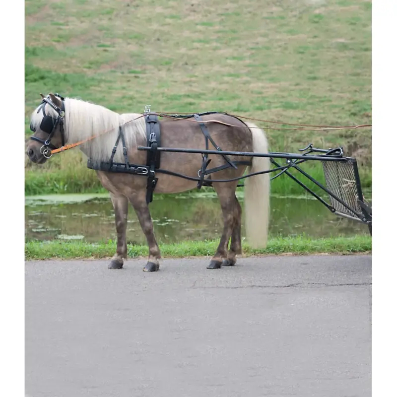 Imbracatura Star semplice Economica pony shetland Saldi