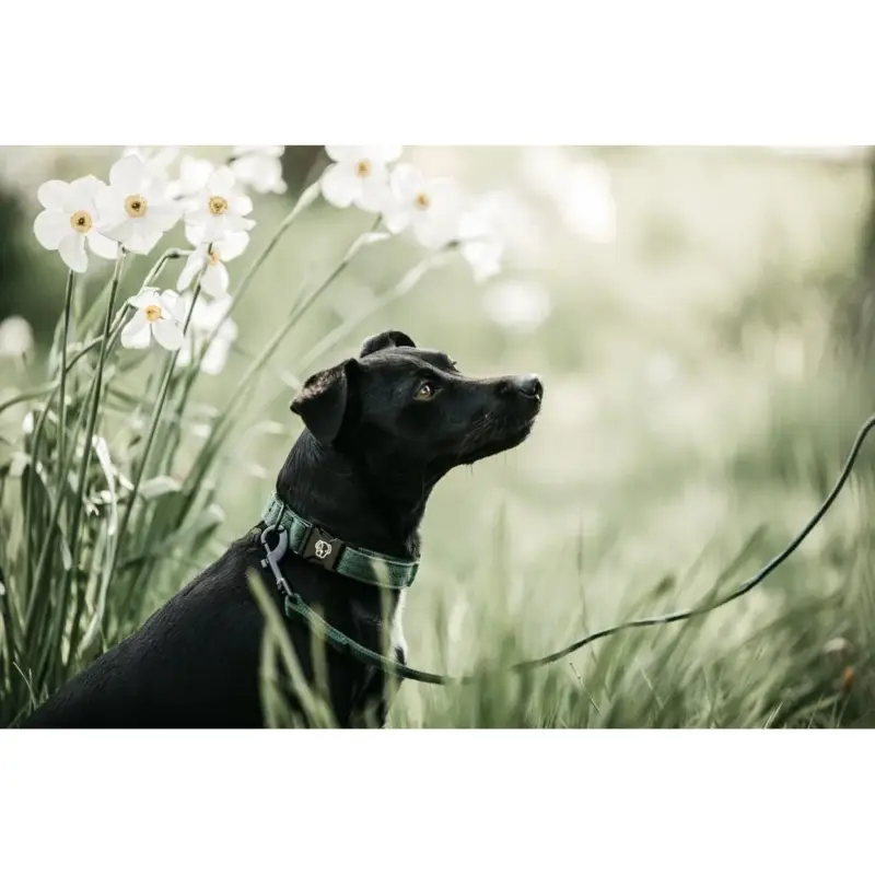 Deixa Kentucky per cane Lucertola Scelto Dai Clienti