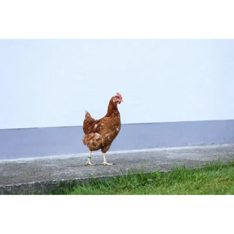 Compra Oggi Stesso Anelli di identificazione a spirale per galline Kerbl Hobbyfarming