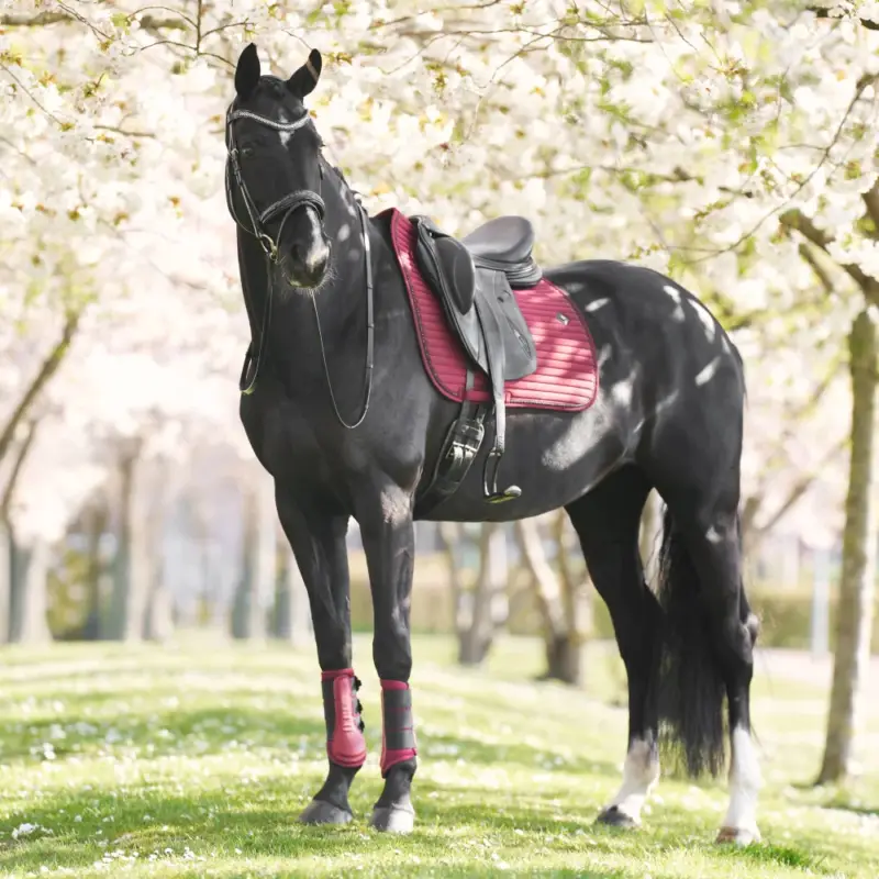 Offerta Sottosella Imperial Riding Josie Dressage