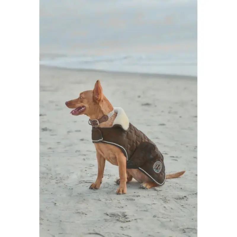 Coperta per cane Harcour Bernie Bestseller