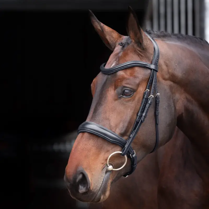 Filet con capezzina imbottita Elite Shires Velociti Lusso Spedizione Espresso