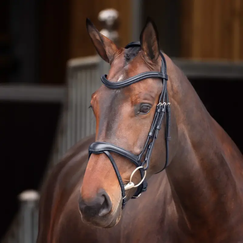 Briglia con capezzina francese Elite Shires Velociti Lusso Nuovo Arrivo