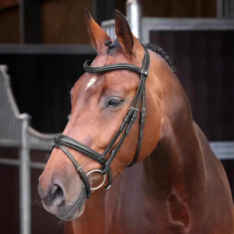 Briglia con capezzina francese rialzata imbottita Elite Shires Velociti Lusso Consegna Rapida