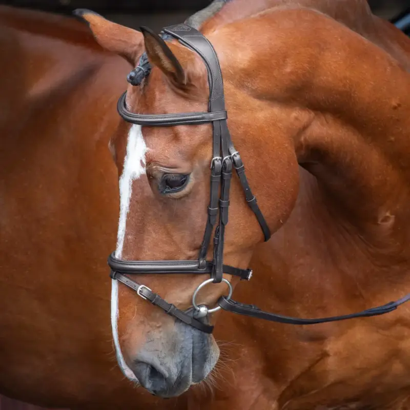 Briglia con nasale francese rialzato imbottito Shires Velociti Rapida Acquista Ora