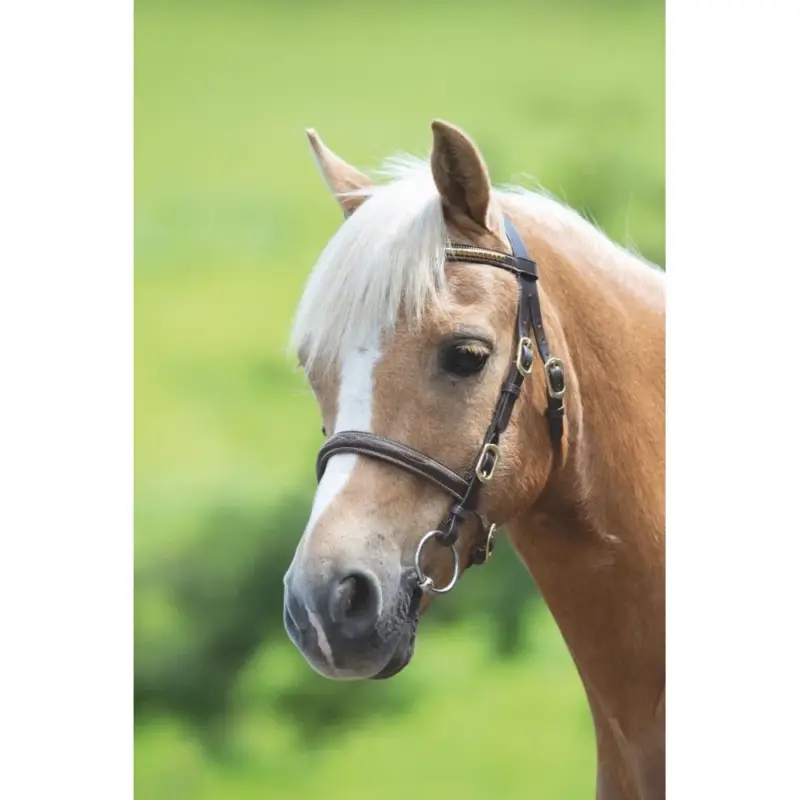 Filet da presentazione con clincher Shires Velociti Gara Occasione Imperdibile