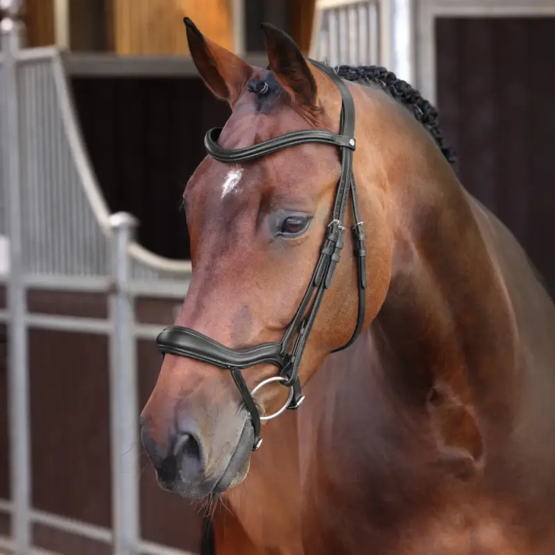 Briglia ergonomica con capezzina francese Elite Shires Velociti Lusso Compra Adesso